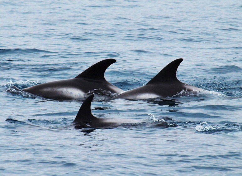 Picture 7 for Activity Húsavík: Big Whales and Puffin Island Speedboat Tour