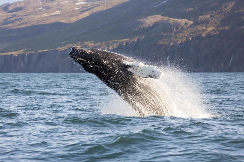 Picture 3 for Activity Húsavík: Big Whales and Puffin Island Speedboat Tour