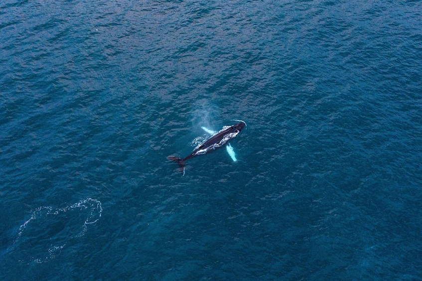 Picture 5 for Activity Húsavík: Big Whales and Puffin Island Speedboat Tour