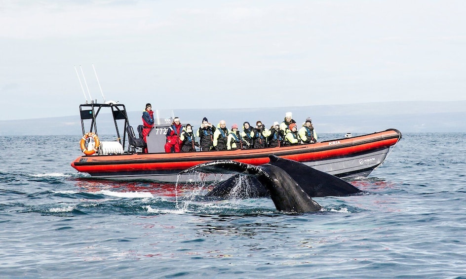 Húsavík: Big Whales and Puffin Island Tour
