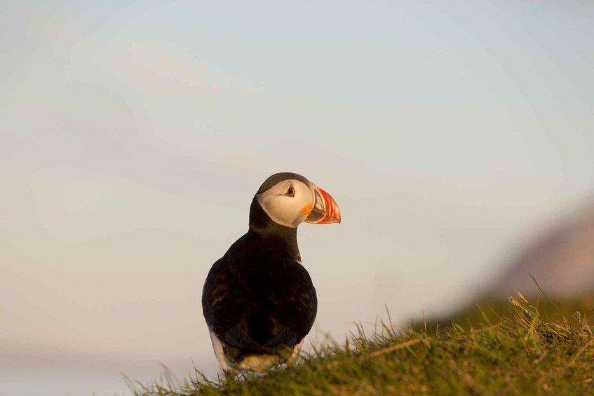 Picture 2 for Activity Húsavík: Big Whales and Puffin Island Speedboat Tour