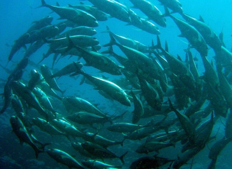 Picture 3 for Activity Papagayo Gulf: 2 Dives Half-Day Scuba Dive Tour