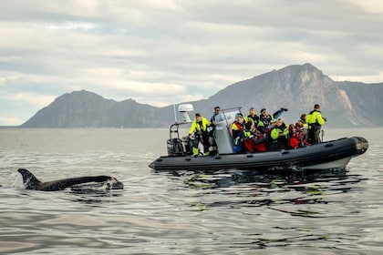 Dari Tromso: Mengamati Paus di Magic Skjervoy