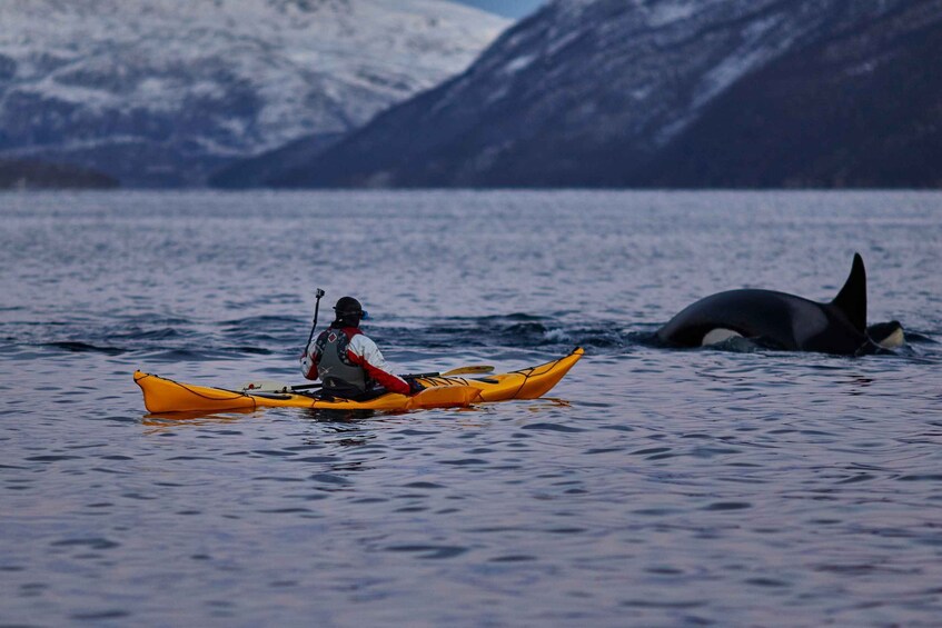 Picture 33 for Activity From Tromso: Whale Watching in Magic Skjervoy