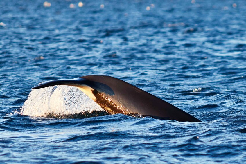 Picture 13 for Activity From Tromso: Whale Watching in Magic Skjervoy