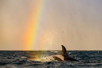 Dari Tromso: Mengamati Paus di Magic Skjervoy
