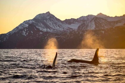 Tromssasta: Skjervoyn taikavalaiden tarkkailu