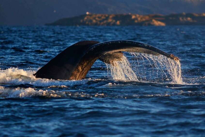 Picture 14 for Activity From Tromso: Whale Watching in Magic Skjervoy