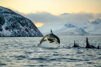 Depuis Tromso : Observation des baleines à Magic Skjervoy