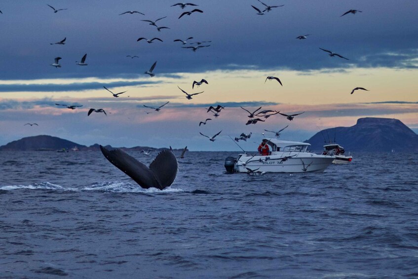 Picture 25 for Activity From Tromso: Whale Watching in Magic Skjervoy