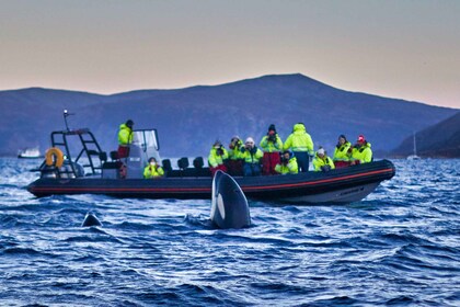 Von Tromso aus: Whale Watching in Magic Skjervoy