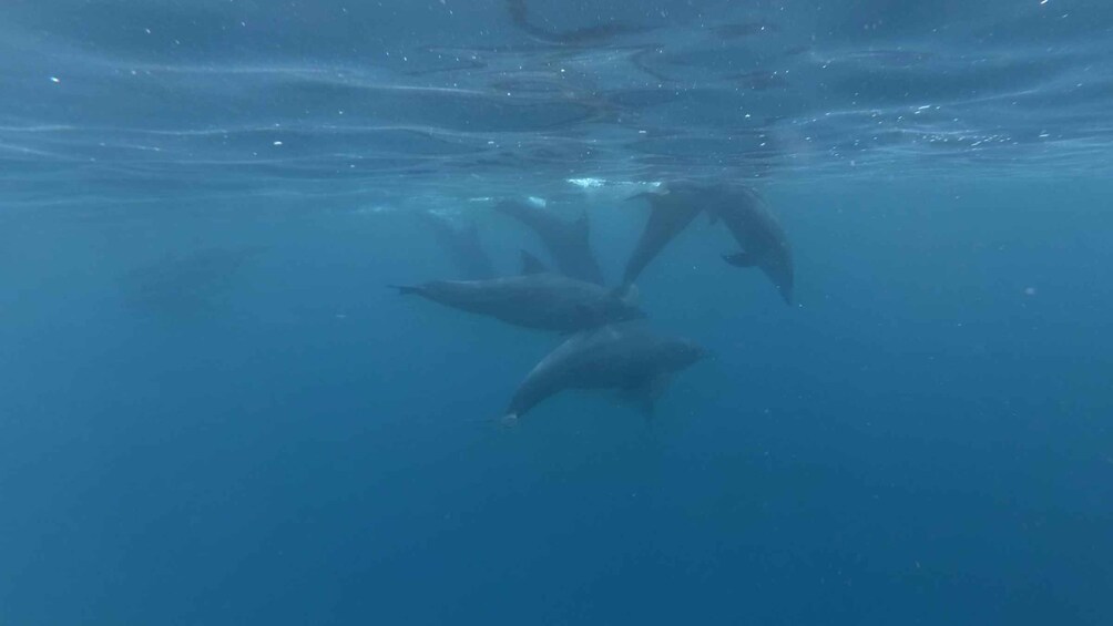 Picture 2 for Activity Zanzibar: Swimming with Dolphins and Snorkeling Private Tour