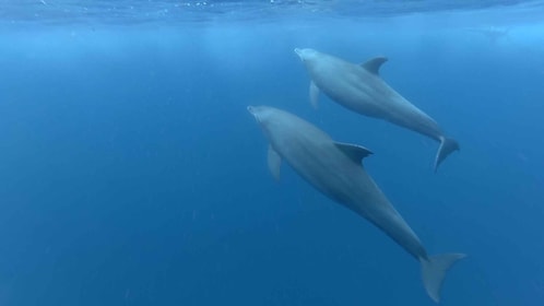 Zanzíbar: tour privado de natación con delfines y esnórquel