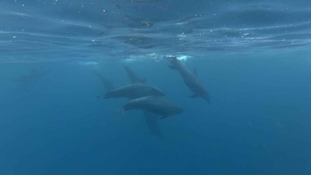 Picture 6 for Activity Zanzibar: Swimming with Dolphins and Snorkeling Private Tour