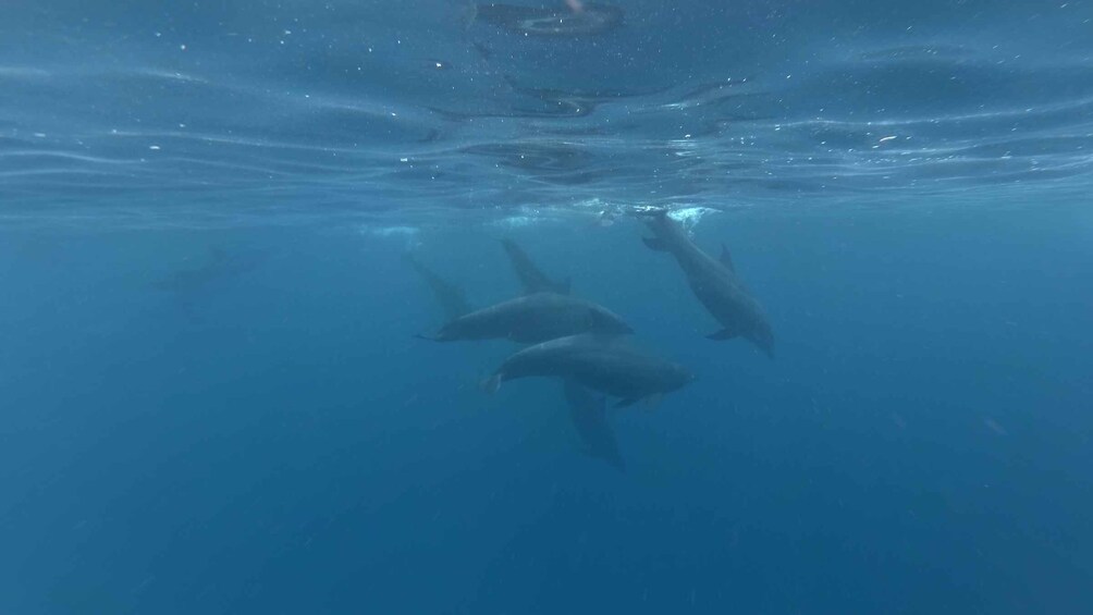 Picture 6 for Activity Zanzibar: Swimming with Dolphins and Snorkeling Private Tour