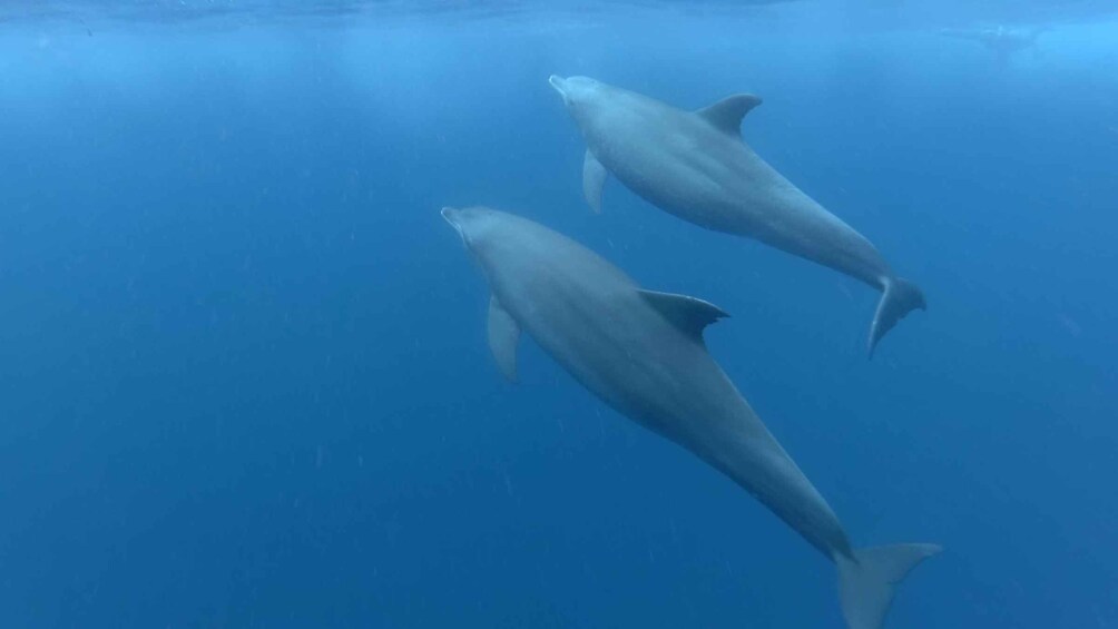 Zanzibar: Swimming with Dolphins and Snorkeling Private Tour