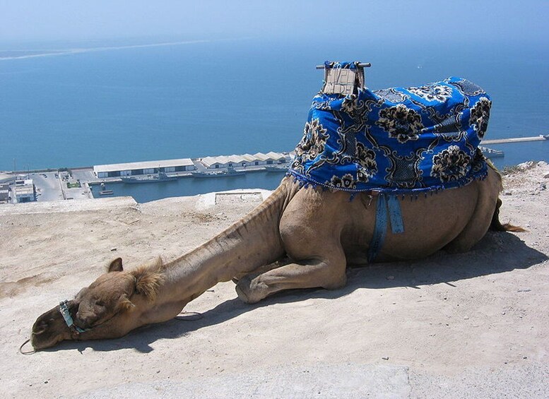 Picture 4 for Activity From Agadir or Port : City Sightseeing Tour
