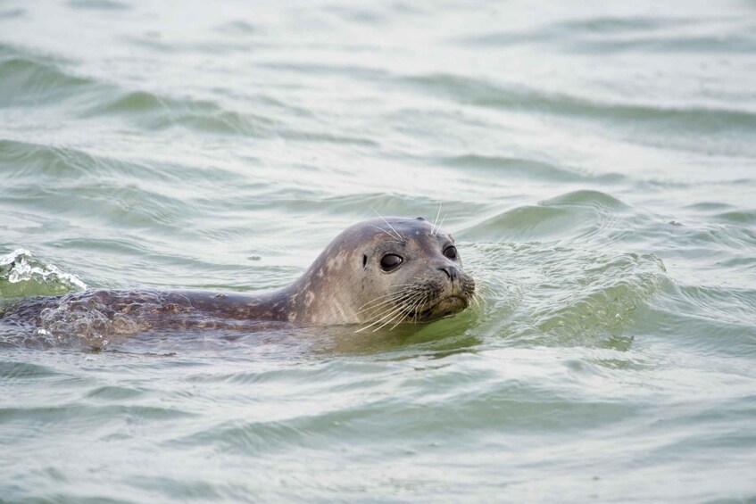 Picture 3 for Activity Zeebrugge: Seal Watching Boat Tour with Glass of Champagne