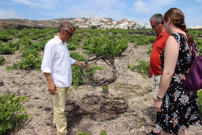 Picture 17 for Activity Santorini: 5-Hour Private Wine Tour