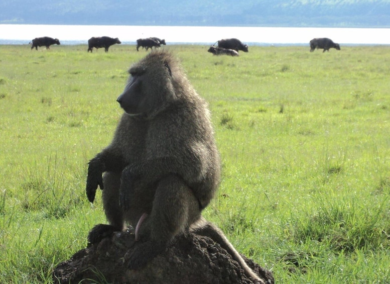 Picture 6 for Activity Lake Nakuru National Park: Full-Day Tour