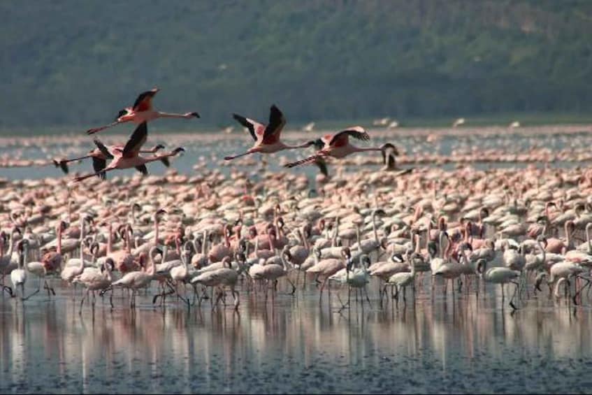 Picture 2 for Activity Lake Nakuru National Park: Full-Day Tour