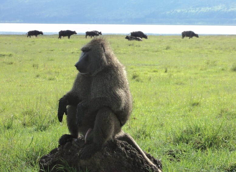 Picture 6 for Activity Lake Nakuru National Park: Full-Day Tour