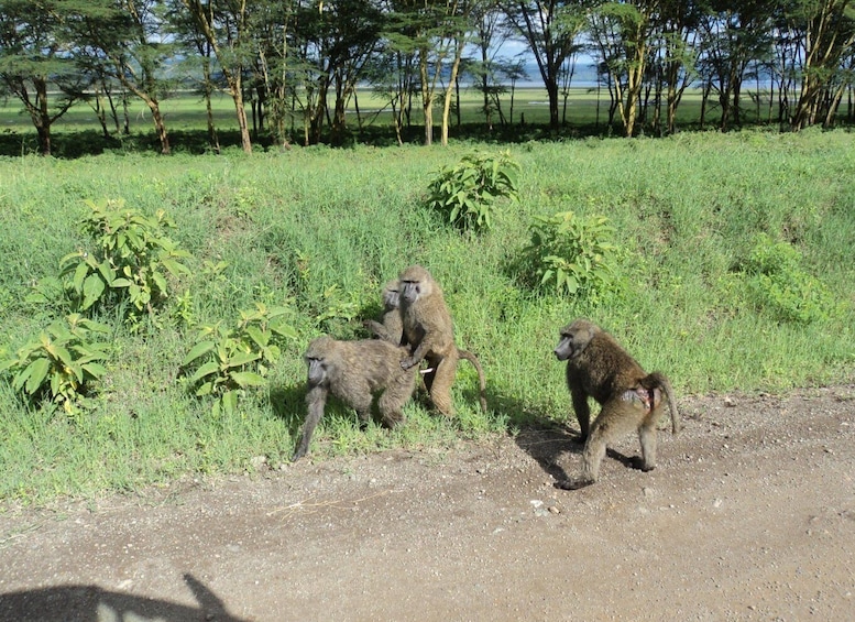 Picture 11 for Activity Lake Nakuru National Park: Full-Day Tour