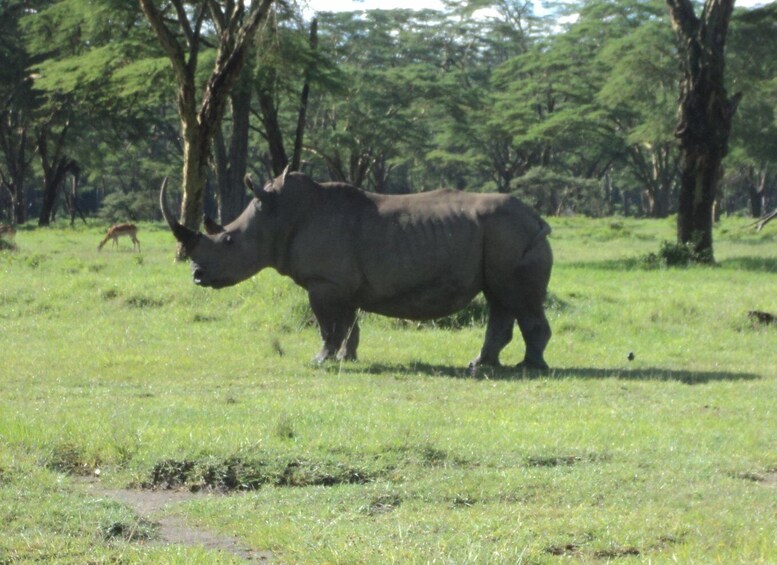 Picture 1 for Activity Lake Nakuru National Park: Full-Day Tour