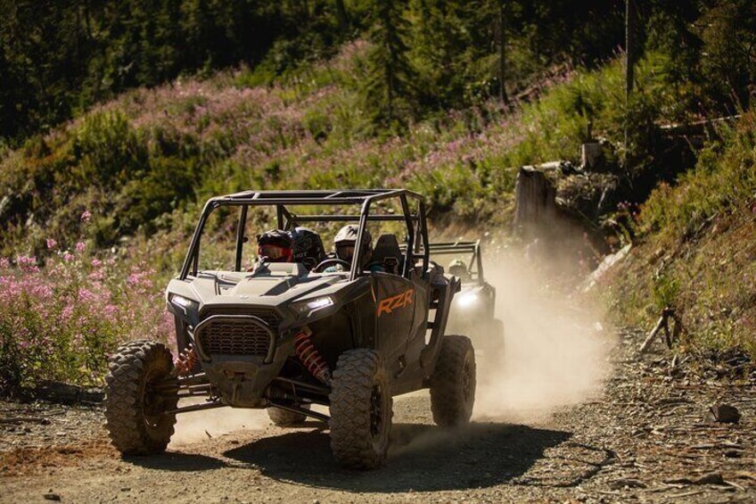 Drive on the wild side