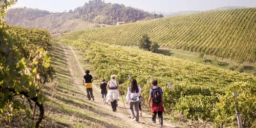 Montepulciano: Vingårdsvandring och vinprovning med lunch