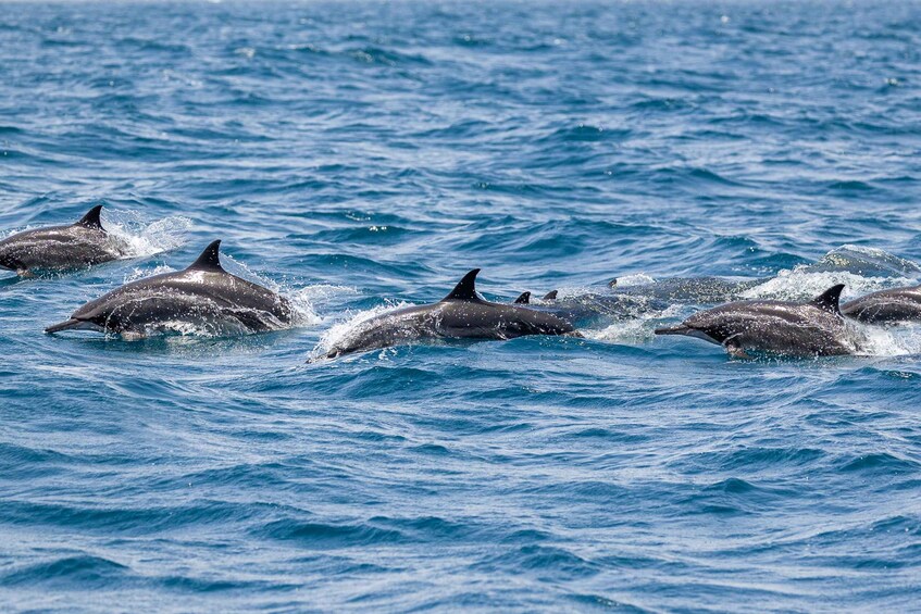 Picture 10 for Activity Benalmadena: Dolphin Watching Boat Tour