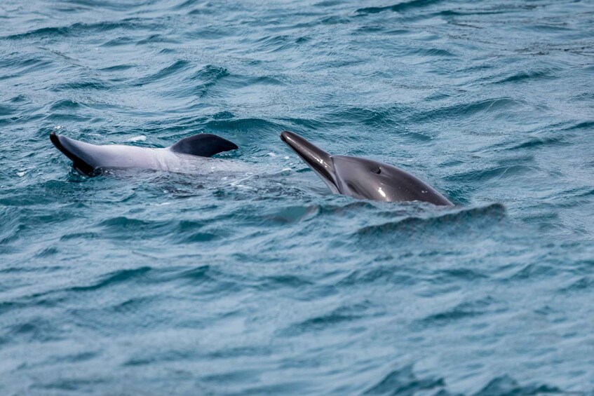 Picture 6 for Activity Benalmadena: Dolphin Watching Boat Tour