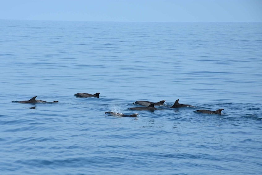 Picture 1 for Activity Benalmadena: Dolphin Watching Boat Tour