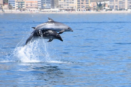 Benalmádena: tour en barco para observar delfines