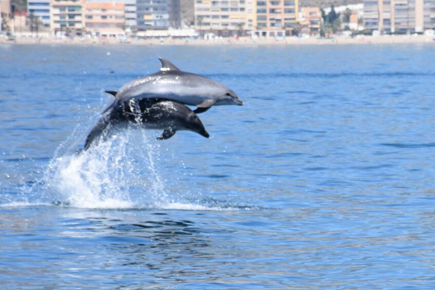 Benalmadena: Dolphin Watching Boat Tour