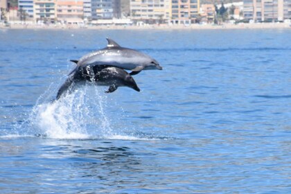 Benalmádena: Excursión en barco para avistar delfines