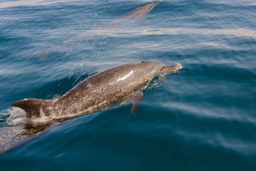 Picture 7 for Activity Benalmadena: Dolphin Watching Boat Tour