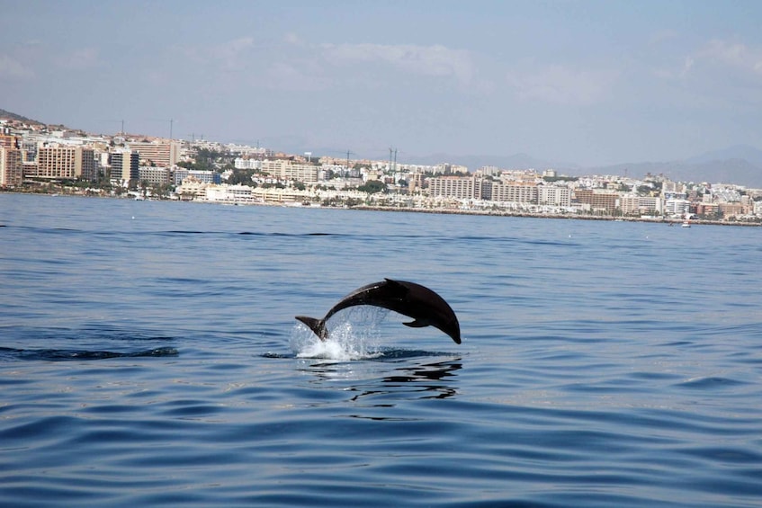 Picture 2 for Activity Benalmadena: Dolphin Watching Boat Tour