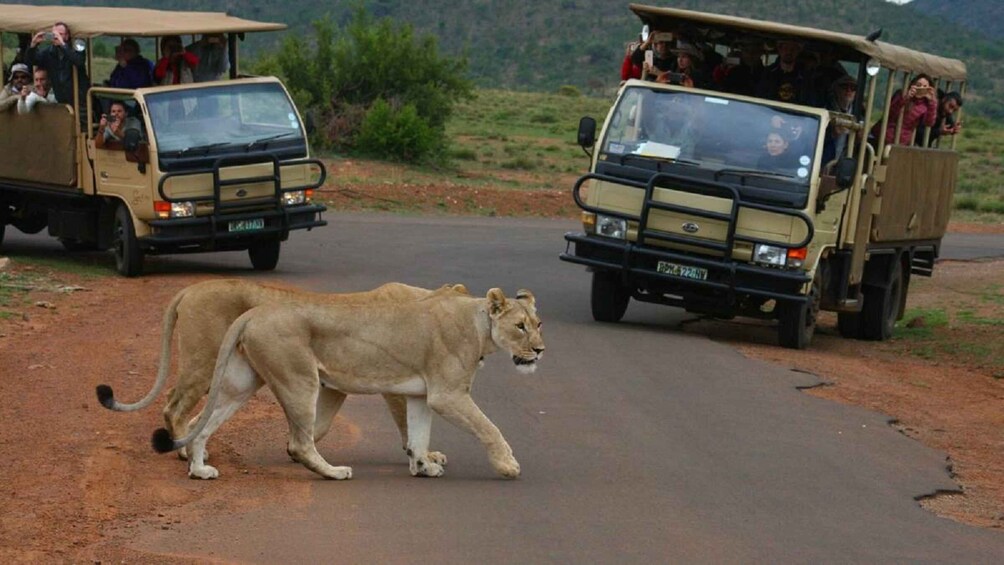 Picture 5 for Activity Pilanesberg Full-Day Shared Safari with Sun City Visit