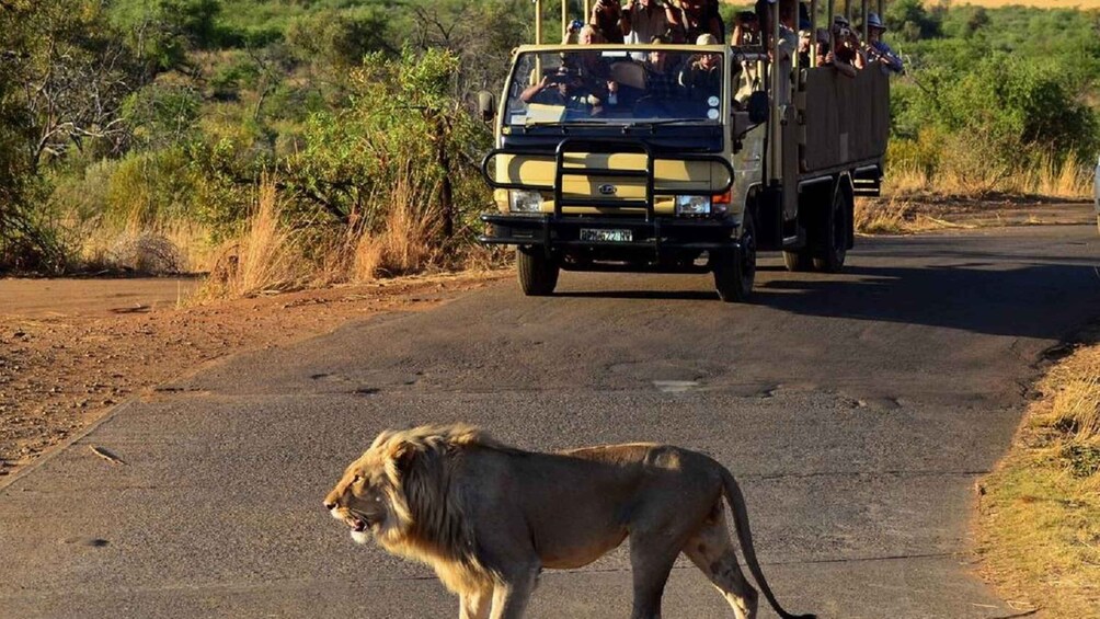 Picture 4 for Activity Pilanesberg Full-Day Shared Safari with Sun City Visit