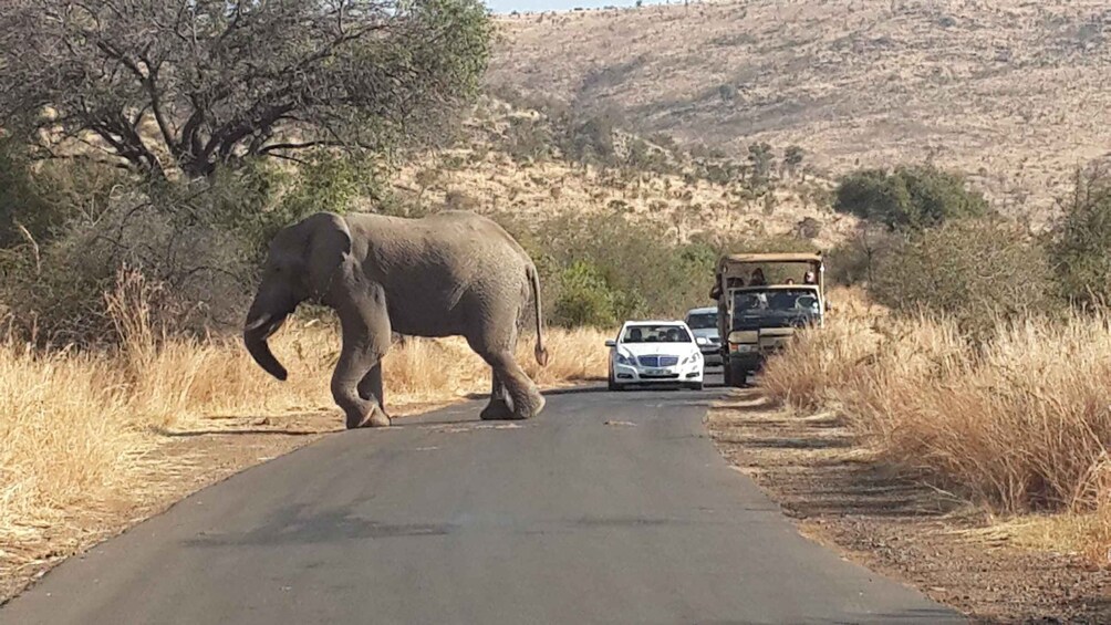 Picture 3 for Activity Pilanesberg Full-Day Shared Safari with Sun City Visit