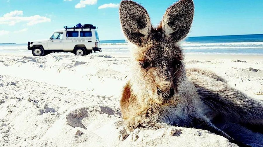 Bribie Island Day Trip From Brisbane
