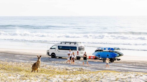 Desde Brisbane: excursión de un día a la isla Bribie