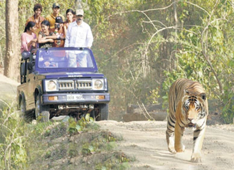 Picture 4 for Activity Private Bannerghatta National Park Day Excursion