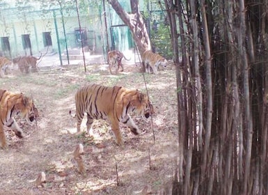 Private Bannerghatta National Park Day Excursion