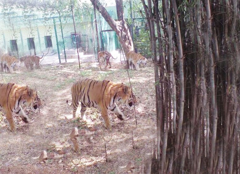 Private Bannerghatta National Park Day Excursion