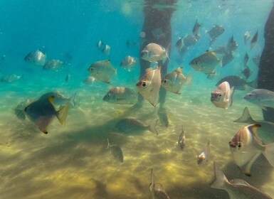 Côte d'Or : Excursion en kayak et plongée en apnée sur l'île de Wave Break