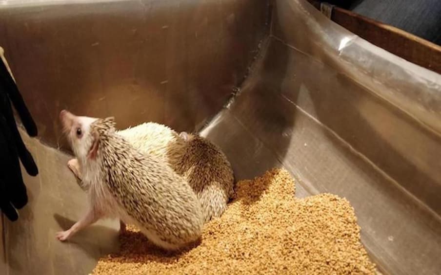 Show item 2 of 10. Tokyo Hedgehog Cafe Experience