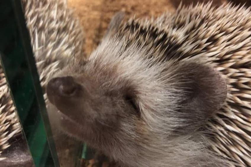 Tokyo Hedgehog Cafe Experience