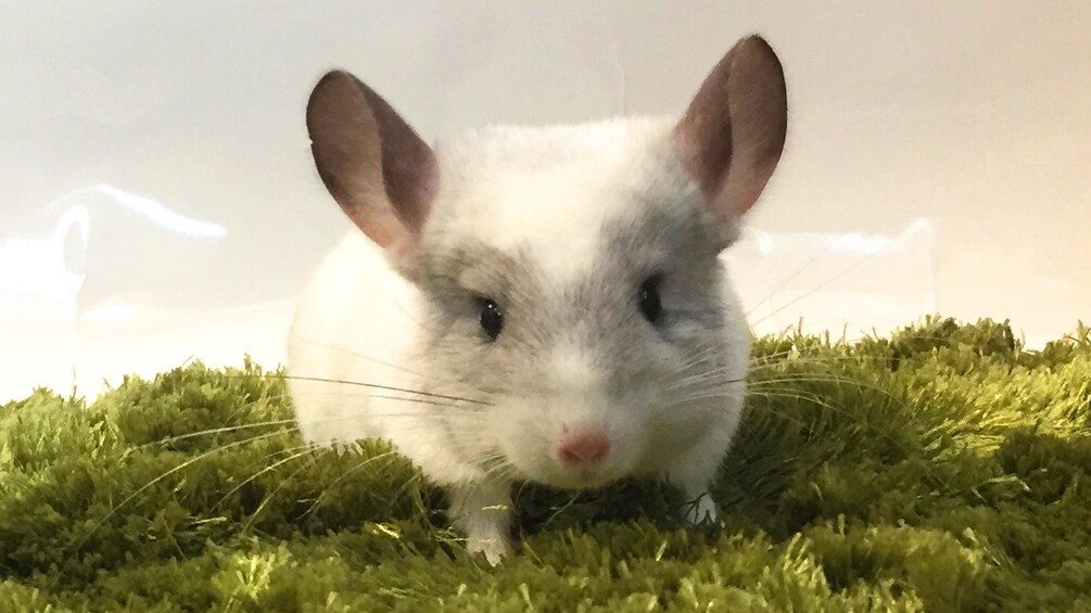 Show item 5 of 10. A mouse
